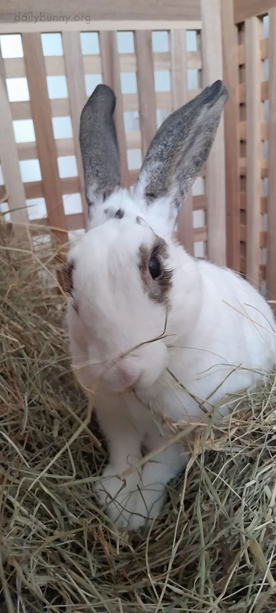 Really, Human? Really?