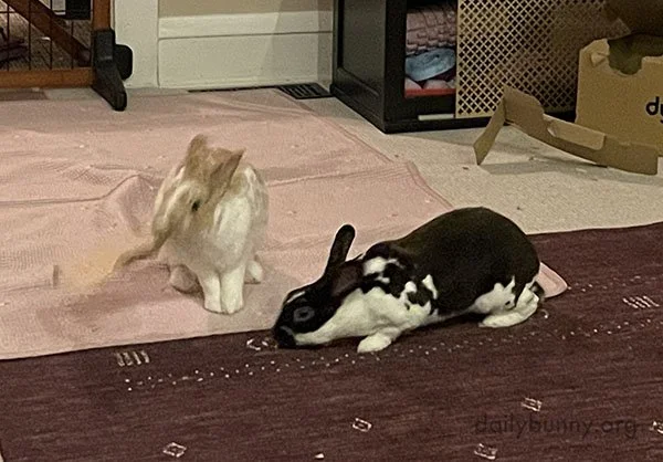 You Thwack It, I'll Smell It