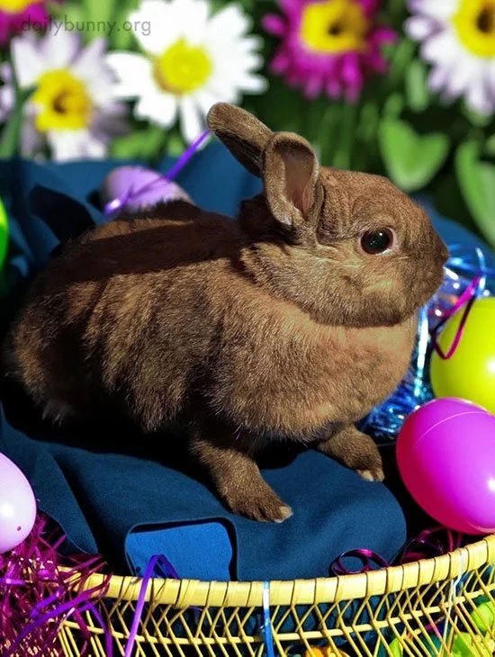 The Easter Bunny Has Come, and He's Brought Eggs With Him