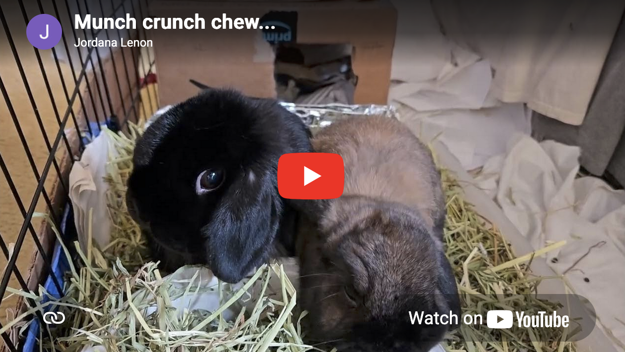 Bunnies' Wee Crunchies