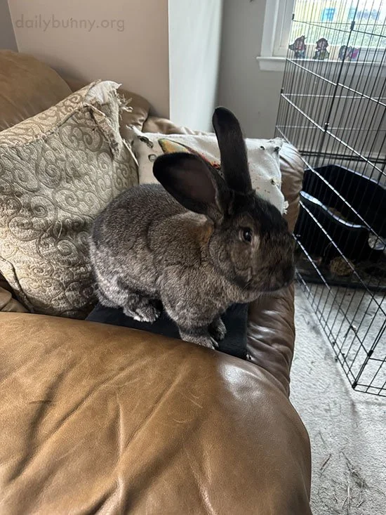 Nibble? The Pillows? No, Not Me, Nuh-Uh, Never.