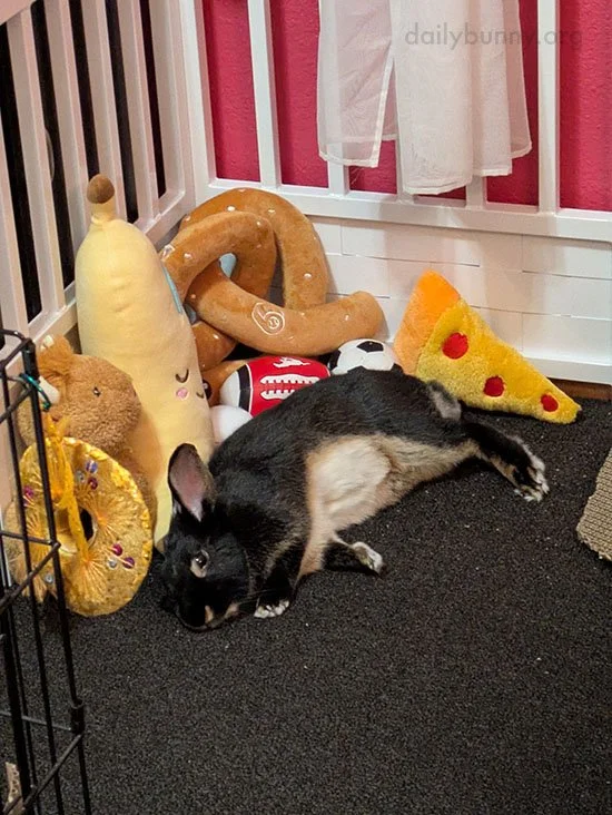 Bunny Loves a Good Flop With His Stuffies...
