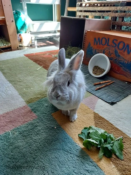 As If It Couldn't Get Any Better, Bunny's Rescuers Grow Their Own Vegetables!