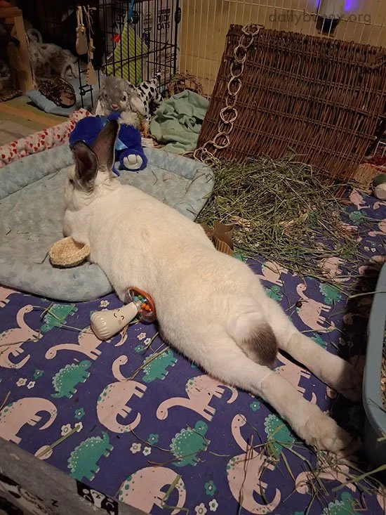 Those Are Some Looong Legs, Bunny