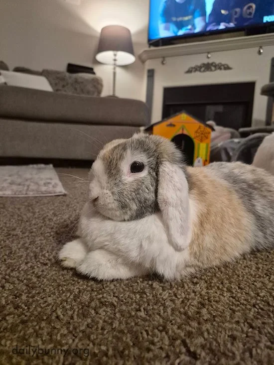 Just a Nice Evening in the Family Room With Bunny