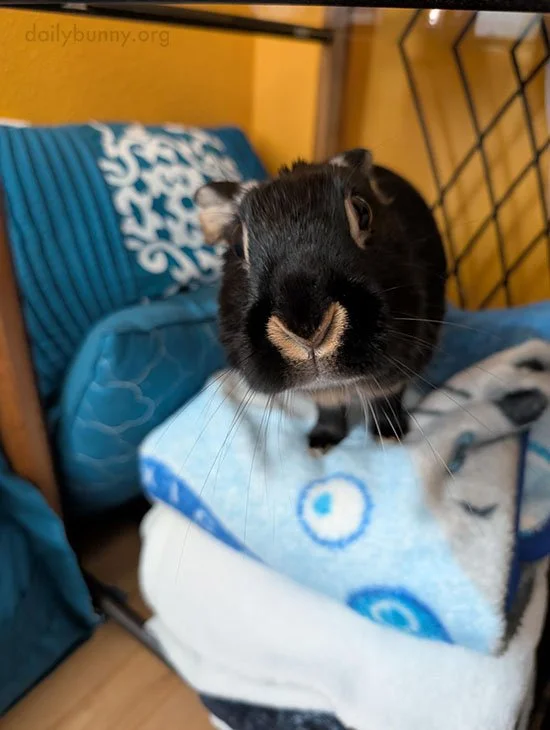 Bunny's Markings Show Just Where to Apply Boops