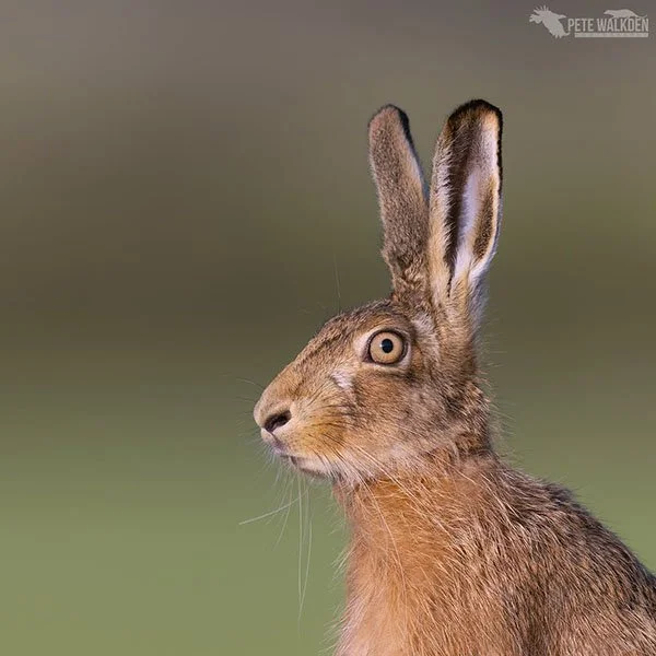 Getta Load of the Eyes on This Bunny