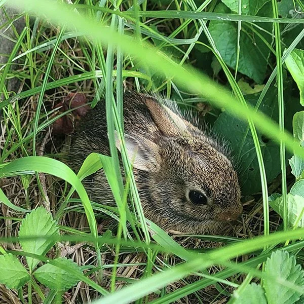 Sorry, Bunny, Almost Didn't See You There