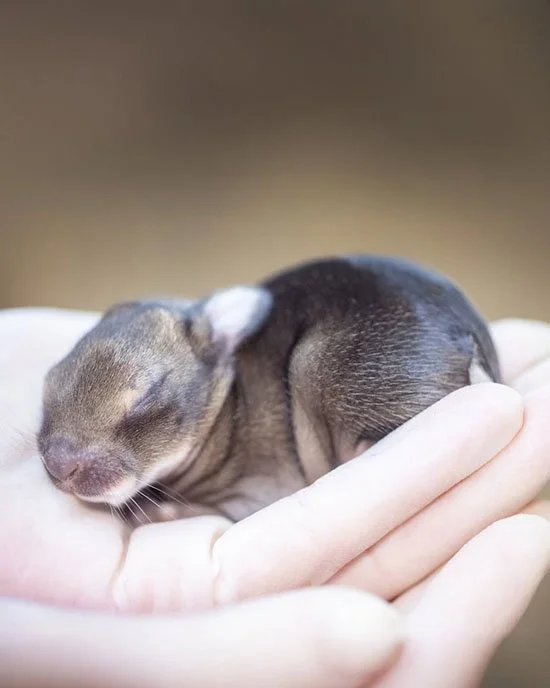 Sorry About the Disruption, Bunnies
