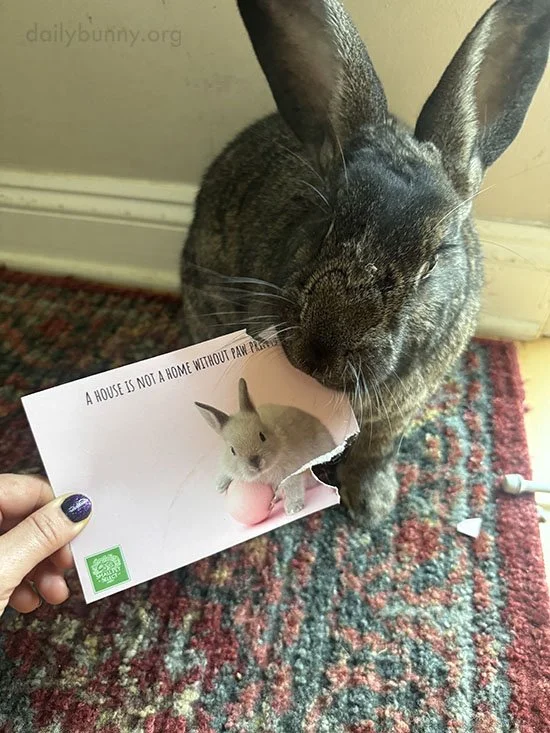 Paw Prints AND the Occasional Nibble, Right, Bunny?