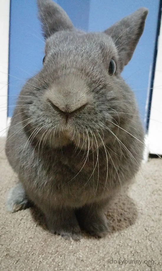 Who Wouldn't Love This Sweet Face?