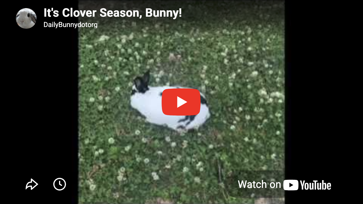 It's Clover Season, Bunny!