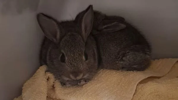 Tiny Little Stowaways