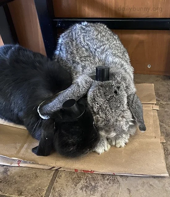 I Just Know Bunny's Got Her Ear Around Her Brother From the Other Side