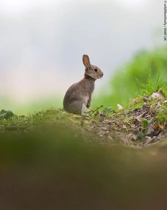 Bunny Pauses While Hopping By
