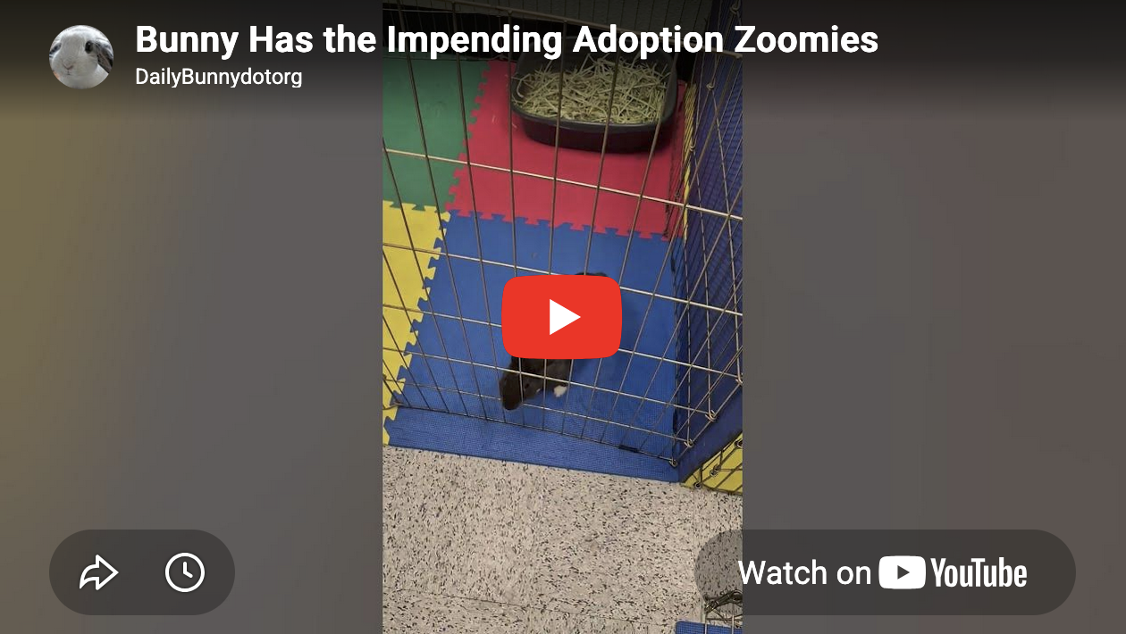 Bunny Has the Impending Adoption Zoomies