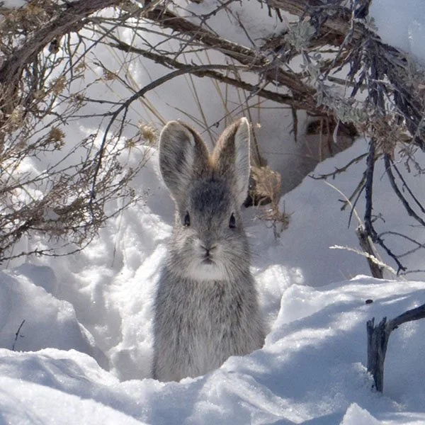 Here's a Wee Pygmy Bunny for Your Morning