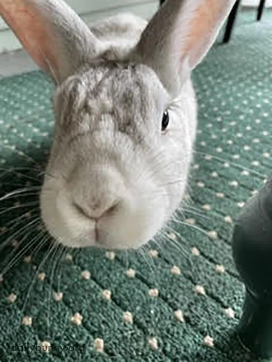 Treat? Nose Rubs?