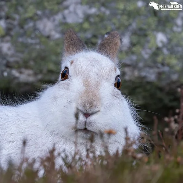 When You Catch a Highlands Bunny Unawares