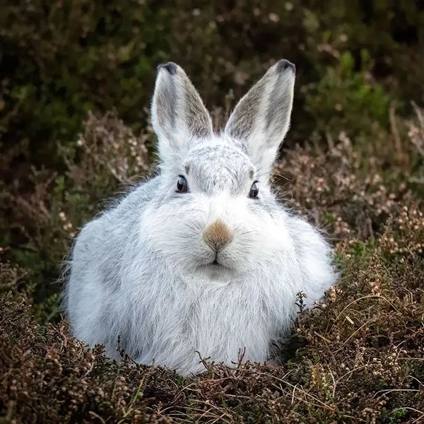 Have Another Highland Hare