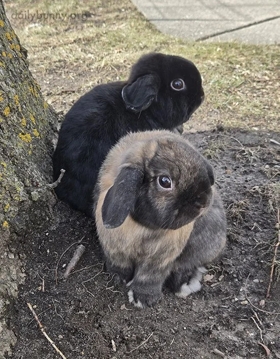 Springtime Means Outdoors Time for Bunnies