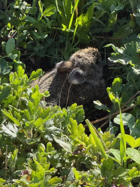 You Are Welcome Here, Tiny Garden Bunny