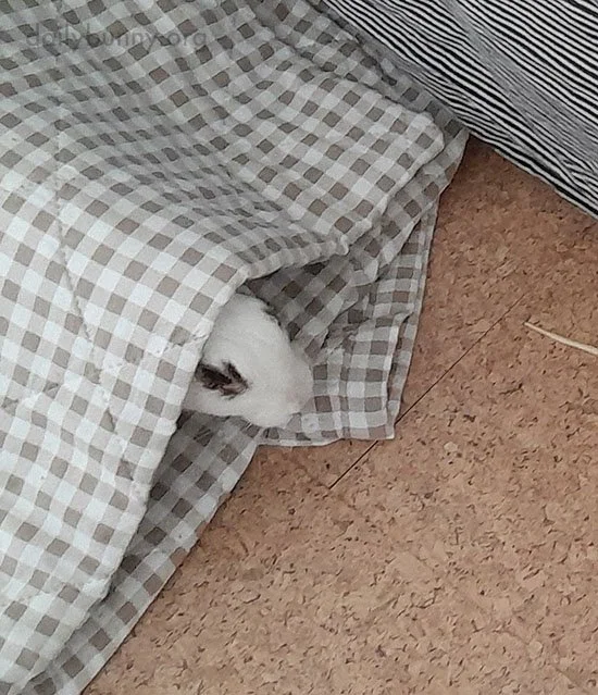 Who Knew You Were Such a Good Little Hider?