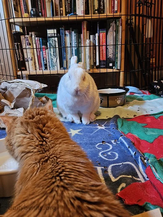 Kitty, I Think You'd Better Stop While You Can
