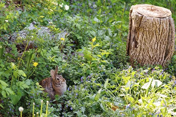 It Is Well and Truly Bunny Season Now