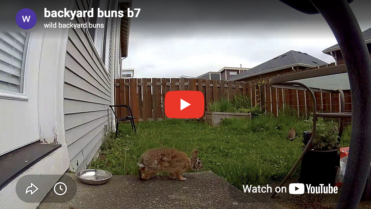 Neighborhood Bunnies in Their Natural Habitat