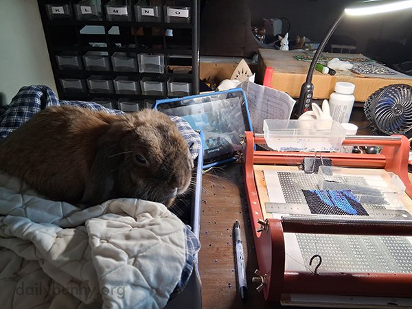 Consummate Supervisors, Bunnies Also Oversee Crafting Projects