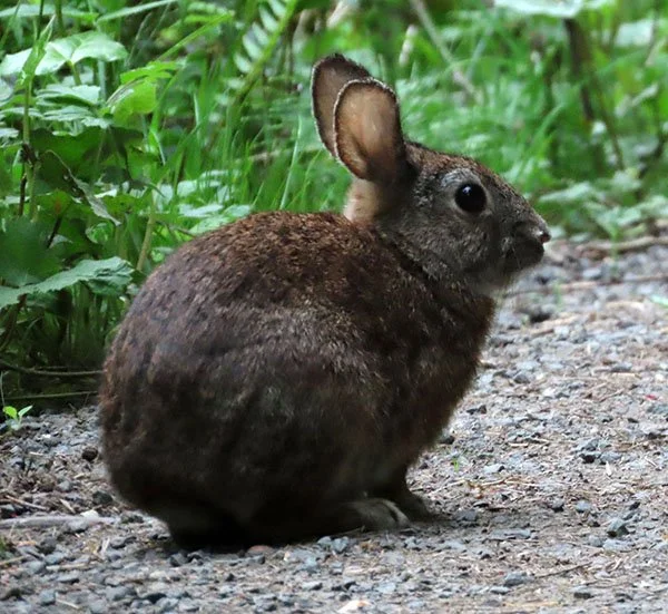 Such Delicate Little Ears!