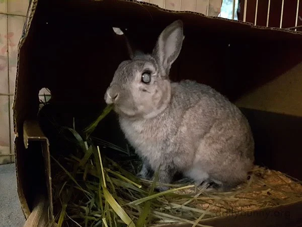 After All These Years Bunny's Tastes Haven't Changed