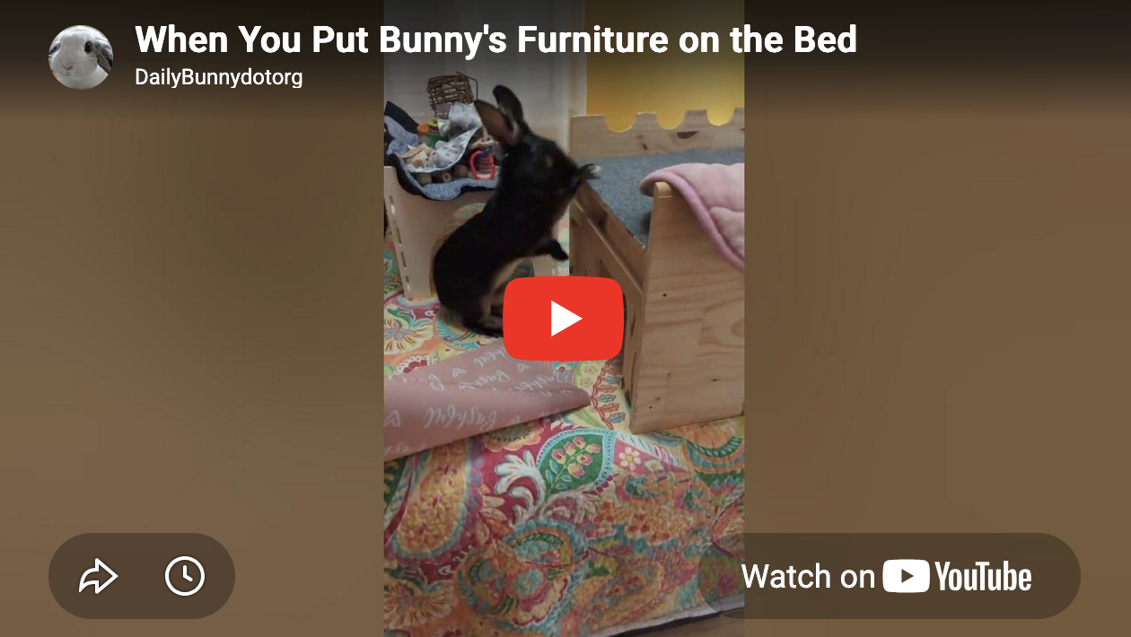 When You Put Bunny's Furniture on the Bed