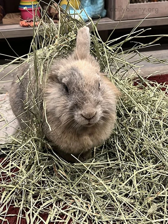 Bunny's Halfway Through the Hay Portal