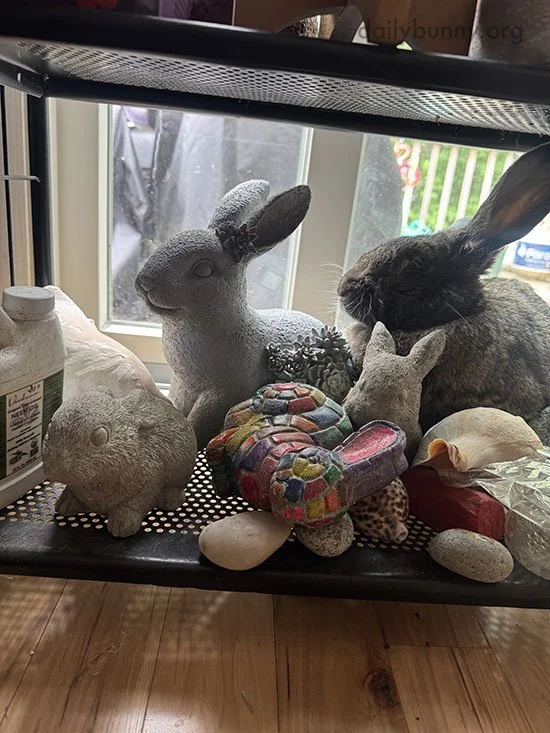 Bunny Poses With Her Friend, Nefertiti-Style