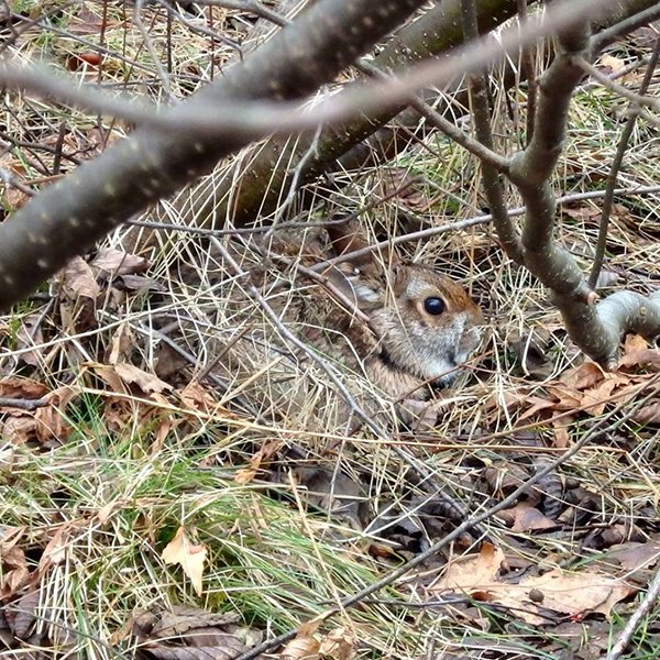 You've Been Espied, Mystery Bunny