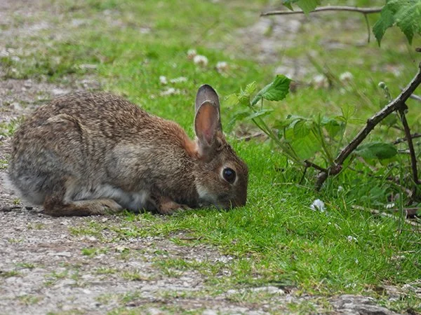 Short Grass Means Smaller Bites