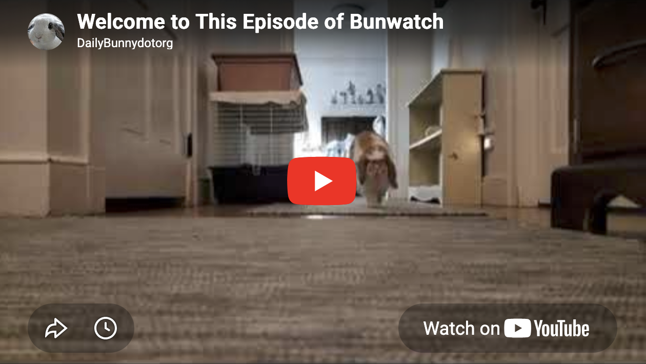 Welcome to This Episode of Bunwatch