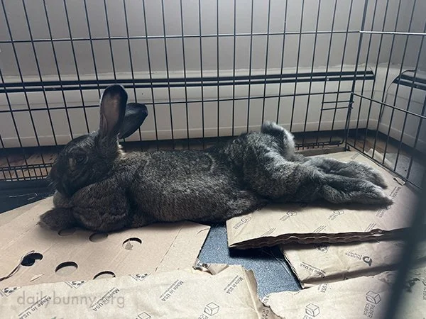 Bunny Has More Muscle Definition Than I Do