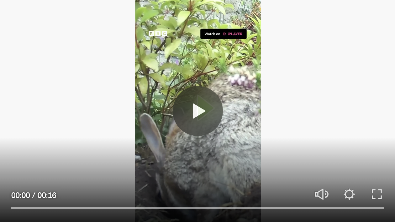 Watch Baby Bunnies Emerge From Their Warren