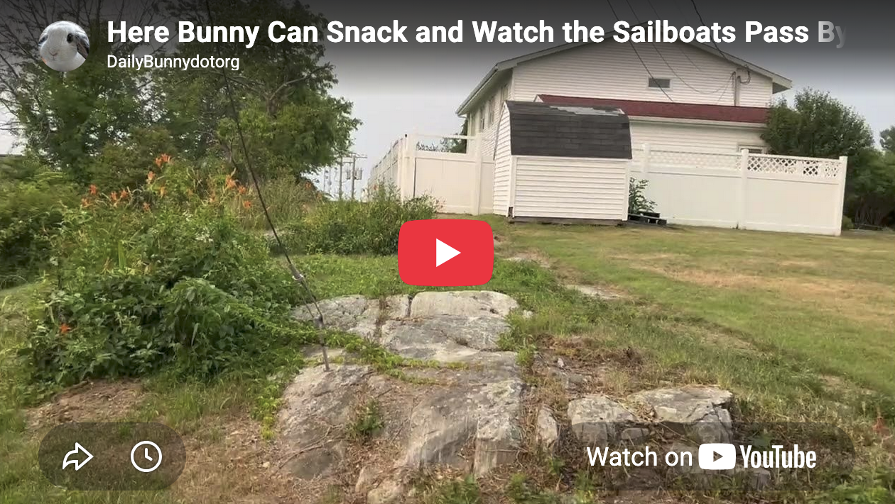 Here Bunny Can Snack and Quietly Watch the Sailboats Pass By