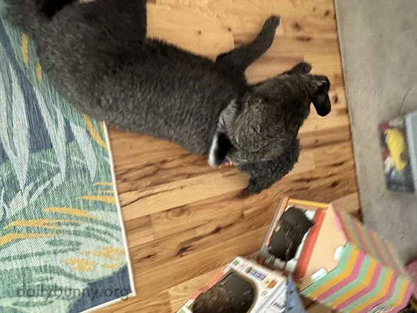 When the Dog's in the Way, Hop Over the Dog