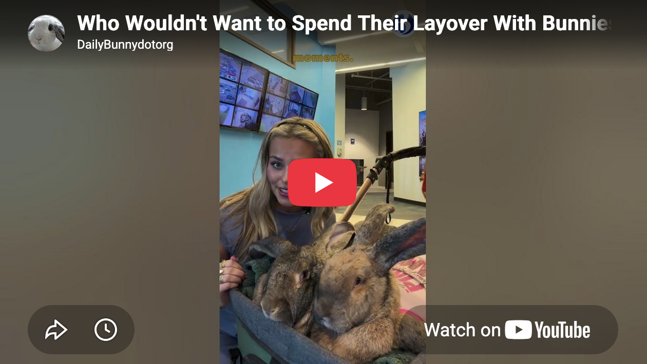 Who Wouldn't Want to Spend Their Layover With Bunnies?