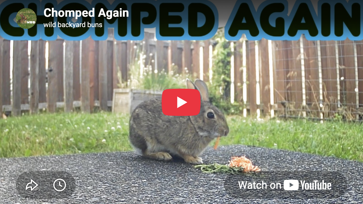Bunny Knows This House Has Snacks