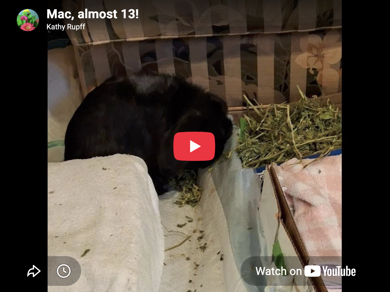 Bunny's Still Hanging in There, But He Might Eat Hay a Little More Slowly Now