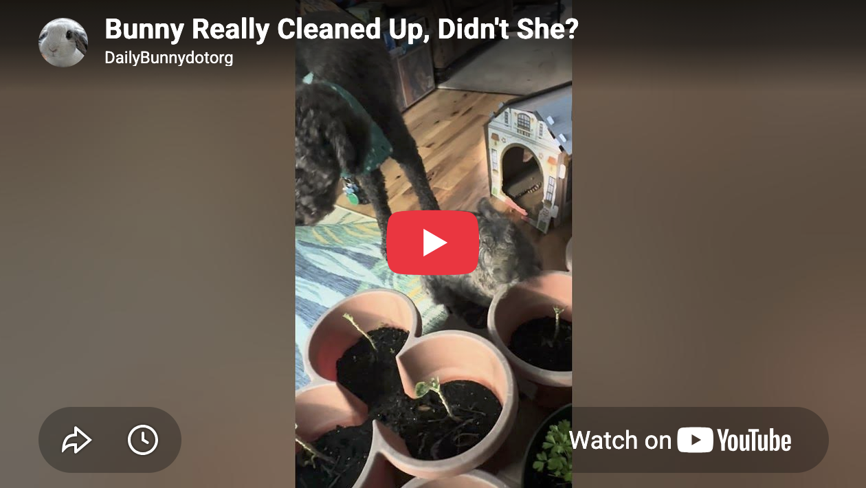 Bunny Really Cleaned Up, Didn't She?