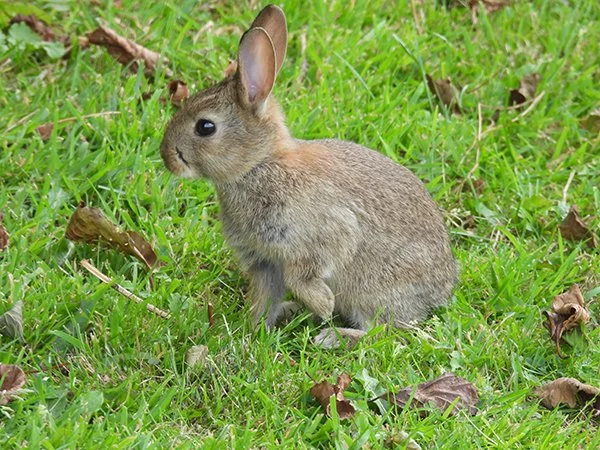 Bunny Daintily Lifts a Paw
