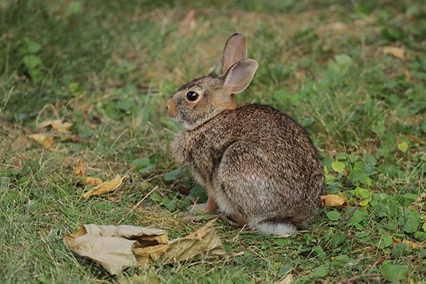 That's a Deep Crouch, Mystery Bunny