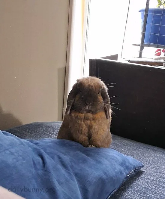 Bunny Introduces His Emotional Support Pillow